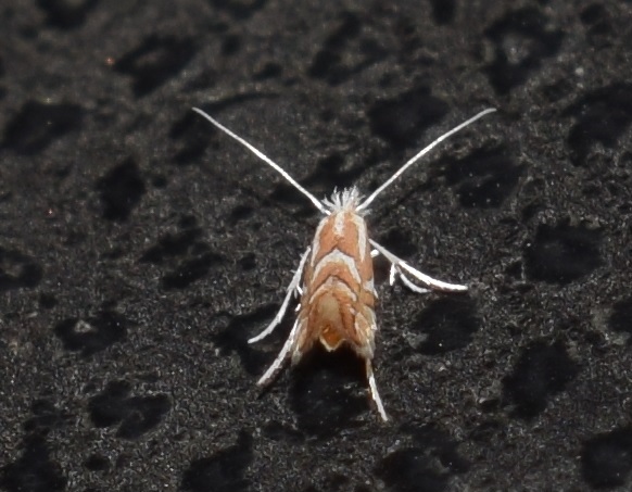 Gracillariidae da ID